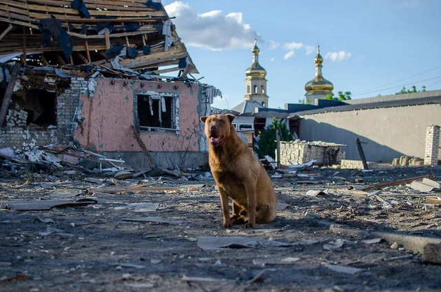 Donetskdən təsirləndirən görüntülər: Sadiq it dağılmış evinin keşiyində durmağa davam edir