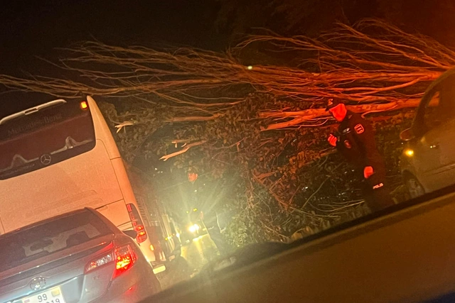 В Баку сильный ветер повалил дерево на проезжую часть дороги
