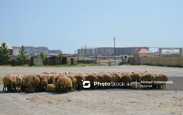 Qurban bayramı yaxınlaşır: Heyvan bazarında vəziyyət