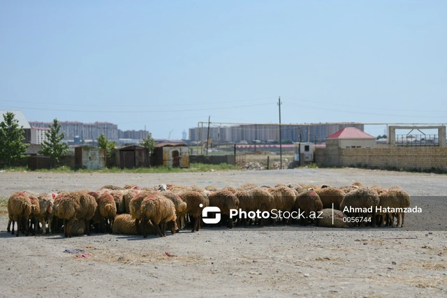 Qurban bayramı yaxınlaşır: Heyvan bazarında vəziyyət