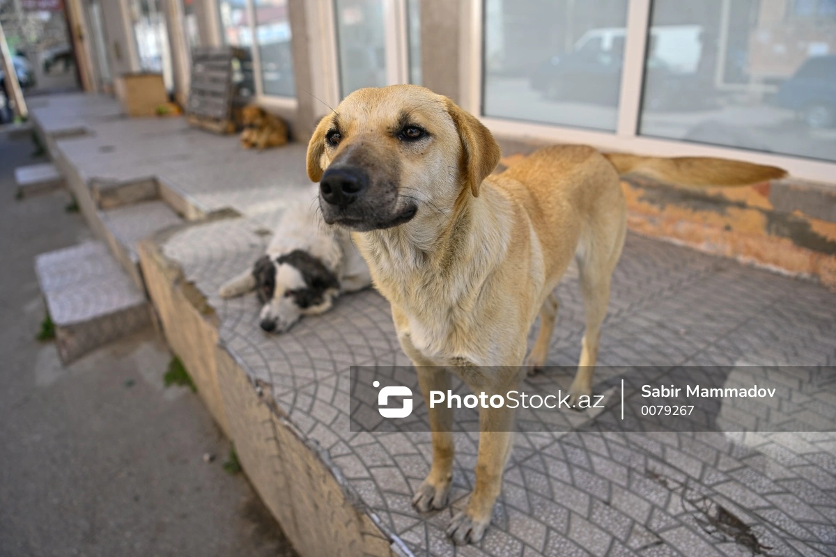 В Хырдалане бездомные собаки напали на школьницу: родители бьют тревогу