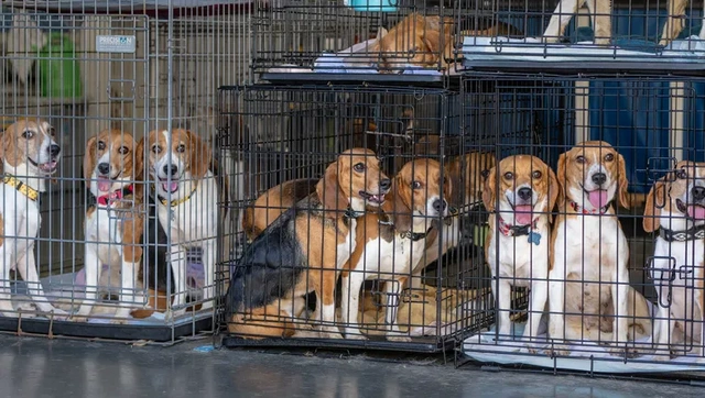 Американскую компанию оштрафовали на 35 млн долларов за жестокое обращение с собаками