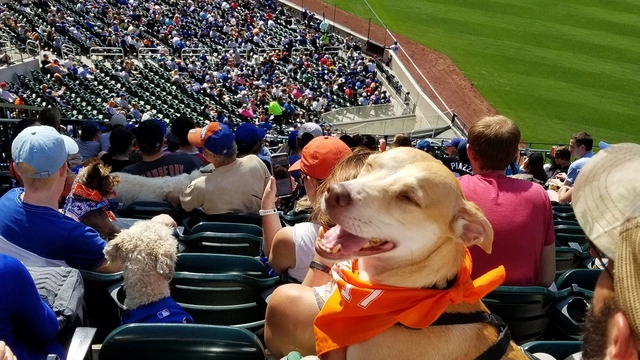 Тысячи собак посетили бейсбольный матч в США