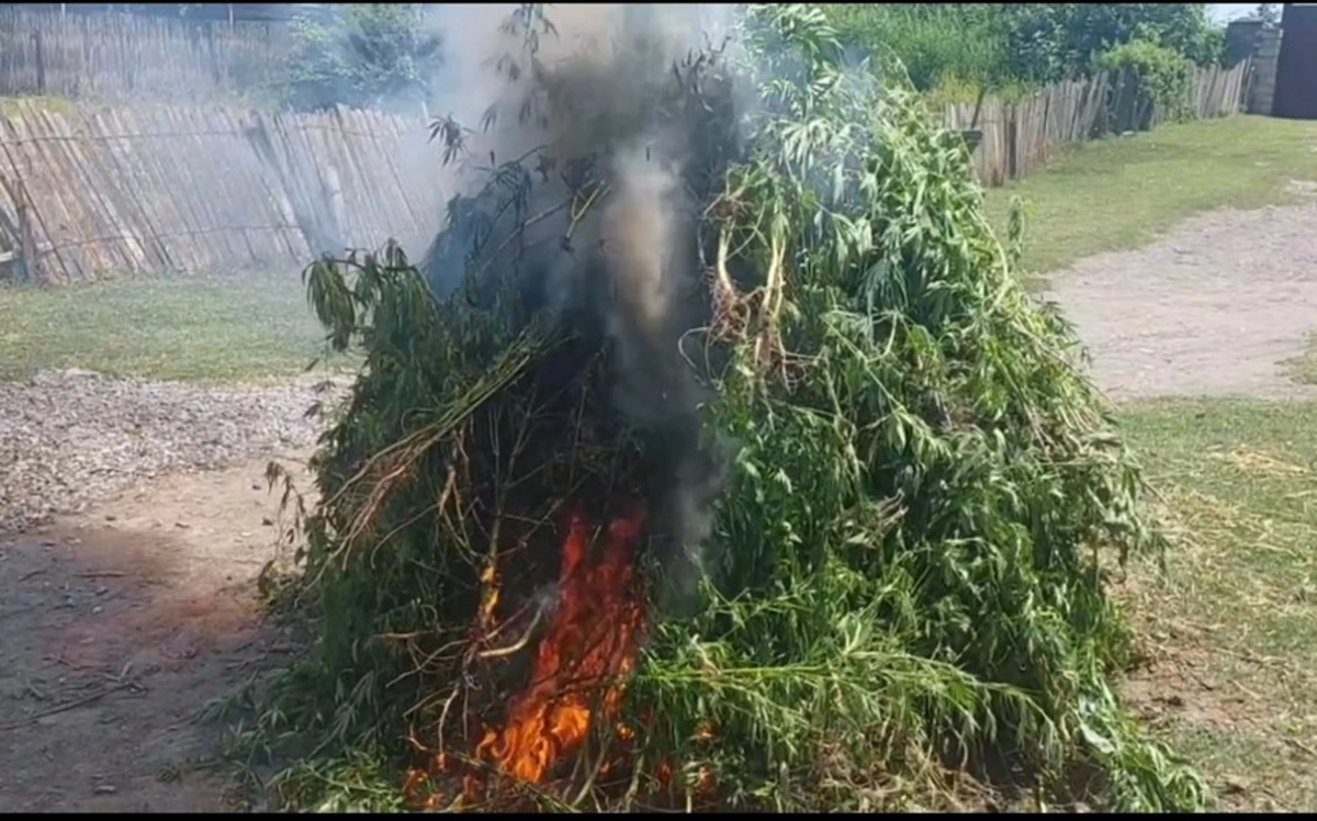 В Агдашском районе уничтожена 1 т конопли