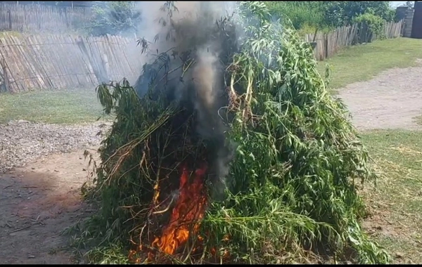 Ağdaşda bir ton çətənə kolu məhv edilib