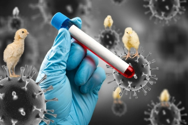 В Австралии зарегистрирован первый случай заражения птичьим гриппом H5N1