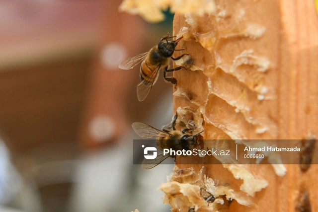 В чем причина распространения болезней в пчеловодстве?