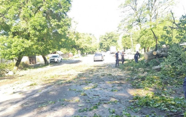 В Габалинском районе крупноствольное дерево упало на жилой дом