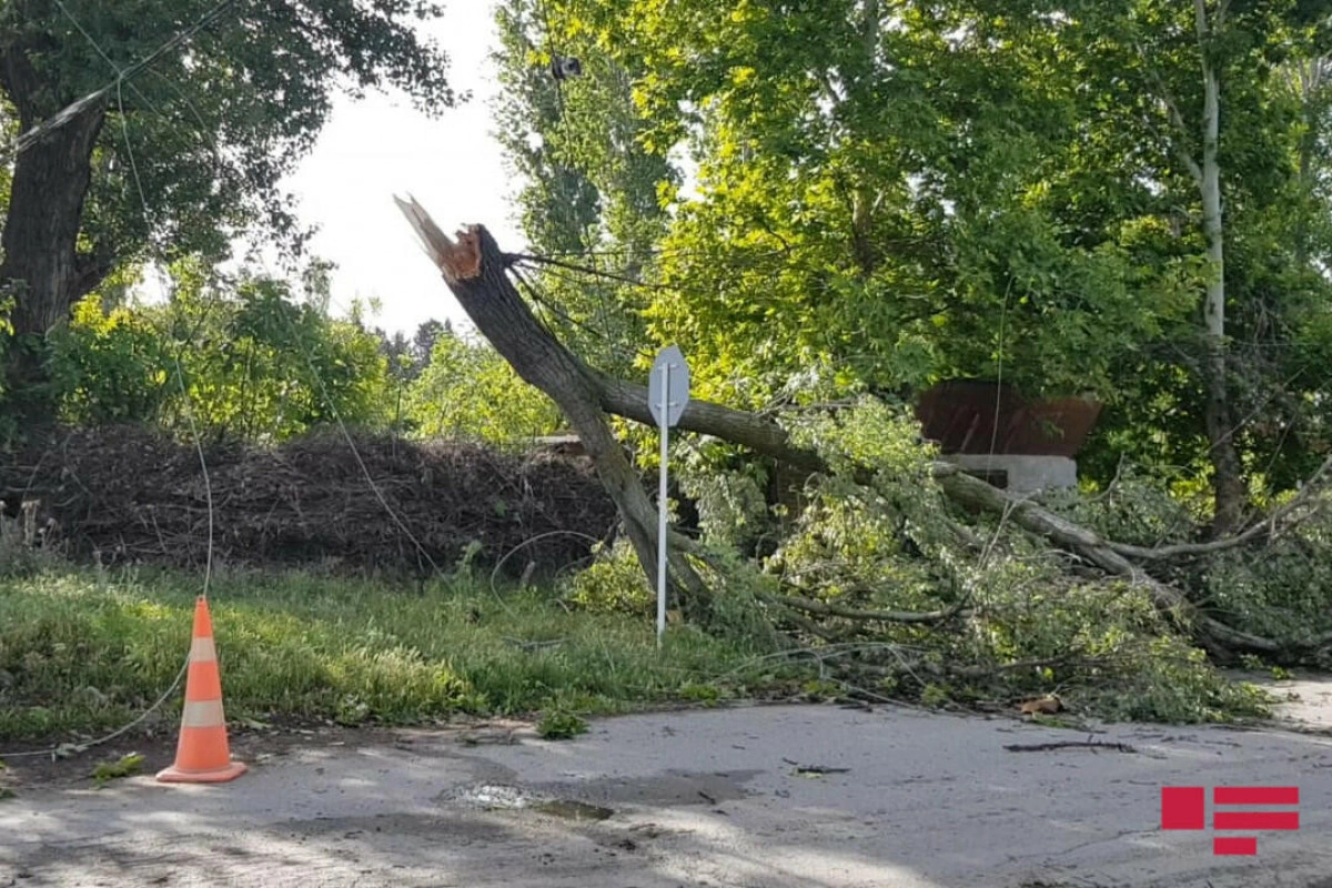 Zaqatalada güclü külək elektrik dirəklərini aşırıb, enerjinin verilməsində fasilələr yaranıb