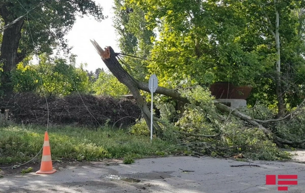 Zaqatalada güclü külək elektrik dirəklərini aşırıb, enerjinin verilməsində fasilələr yaranıb