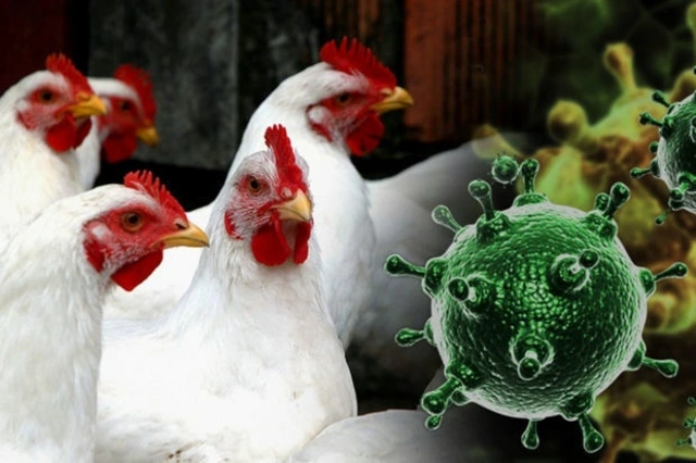 Инфекционист: Птичий грипп намного опаснее, чем COVID-19