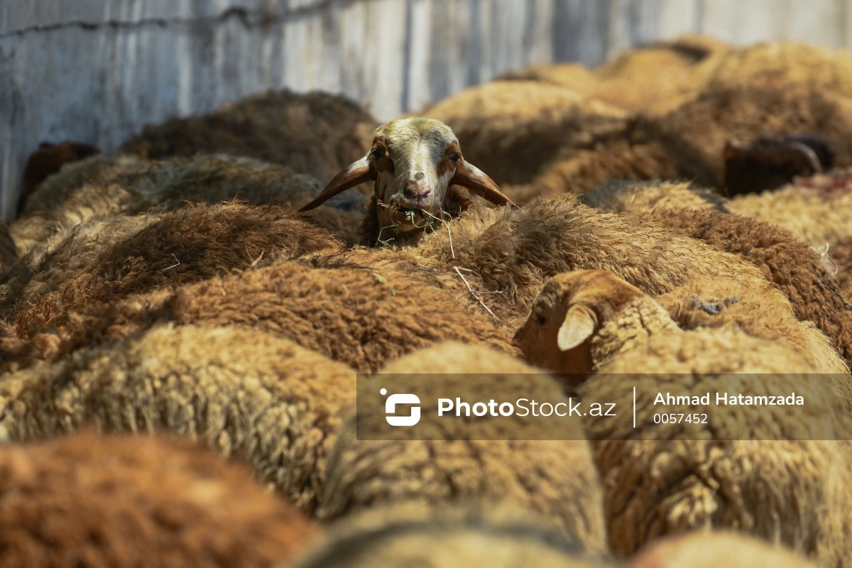 Qurban bayramı ilə əlaqədar vətəndaşlara MÜRACİƏT