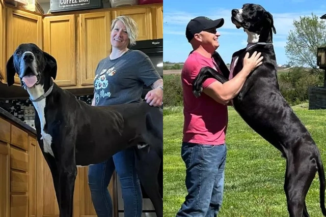 Робкий гигант: как живет самый высокий в мире пес