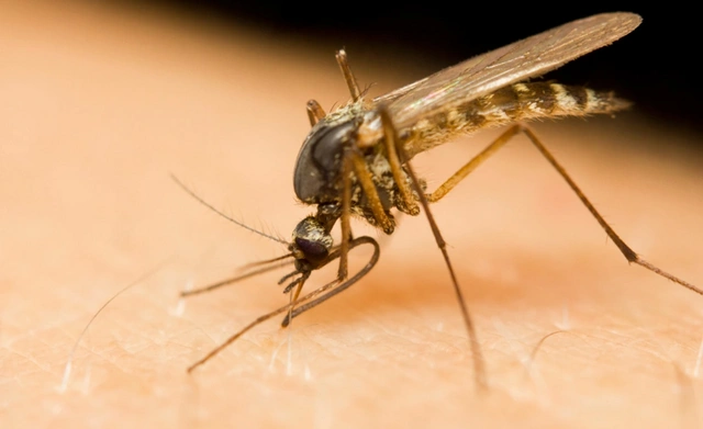 Выяснилось, каких людей предпочитают комары