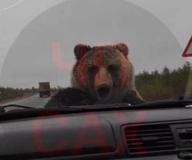 В России медведь напал на машину с людьми