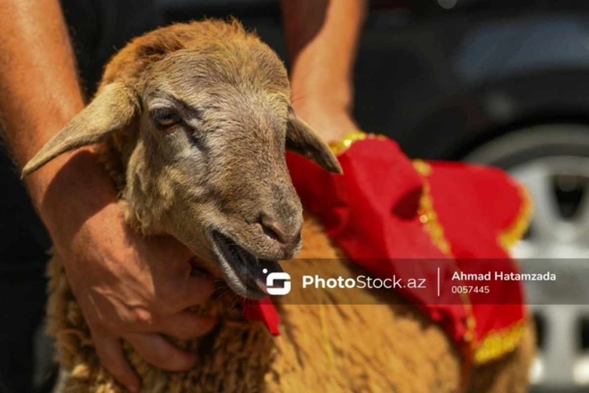 Qurban kəsmək kimlərə vacibdir? - AÇIQLAMA