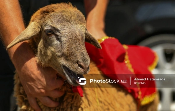 Qurban kəsmək kimlərə vacibdir? - AÇIQLAMA