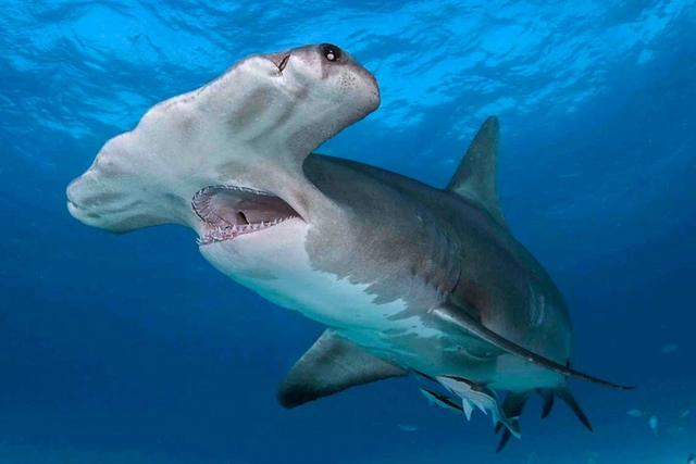 Атакующая акула напугала туристов на пляже в Испании