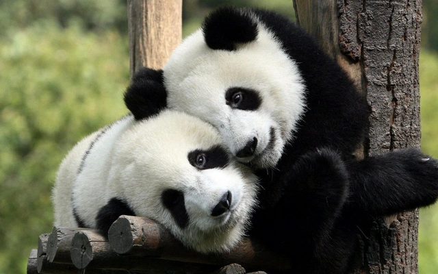 Китай передаст в зоопарк Австралии новых больших панд