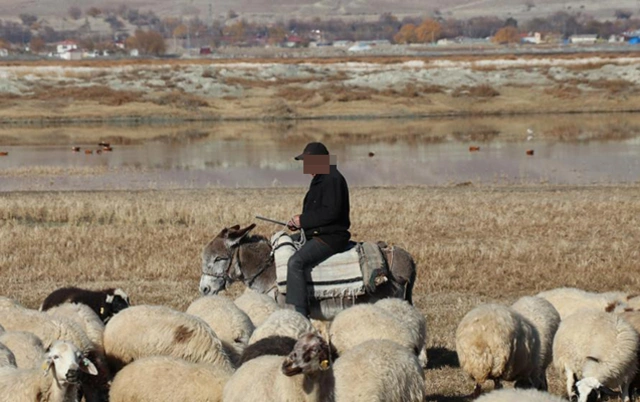 Трагический инцидент в Зардабском районе унес жизнь 45-летнего пастуха