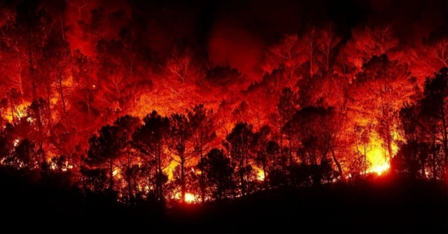 В турецком Измире вспыхнул лесной пожар