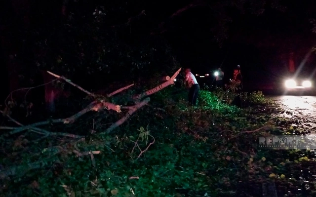 В Огузе восстановлено движение по перекрытой из-за падения дерева дороге