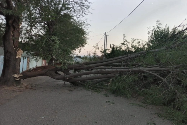 Госагентство: Поваленные деревья убраны с дорог, движение транспорта восстановлено