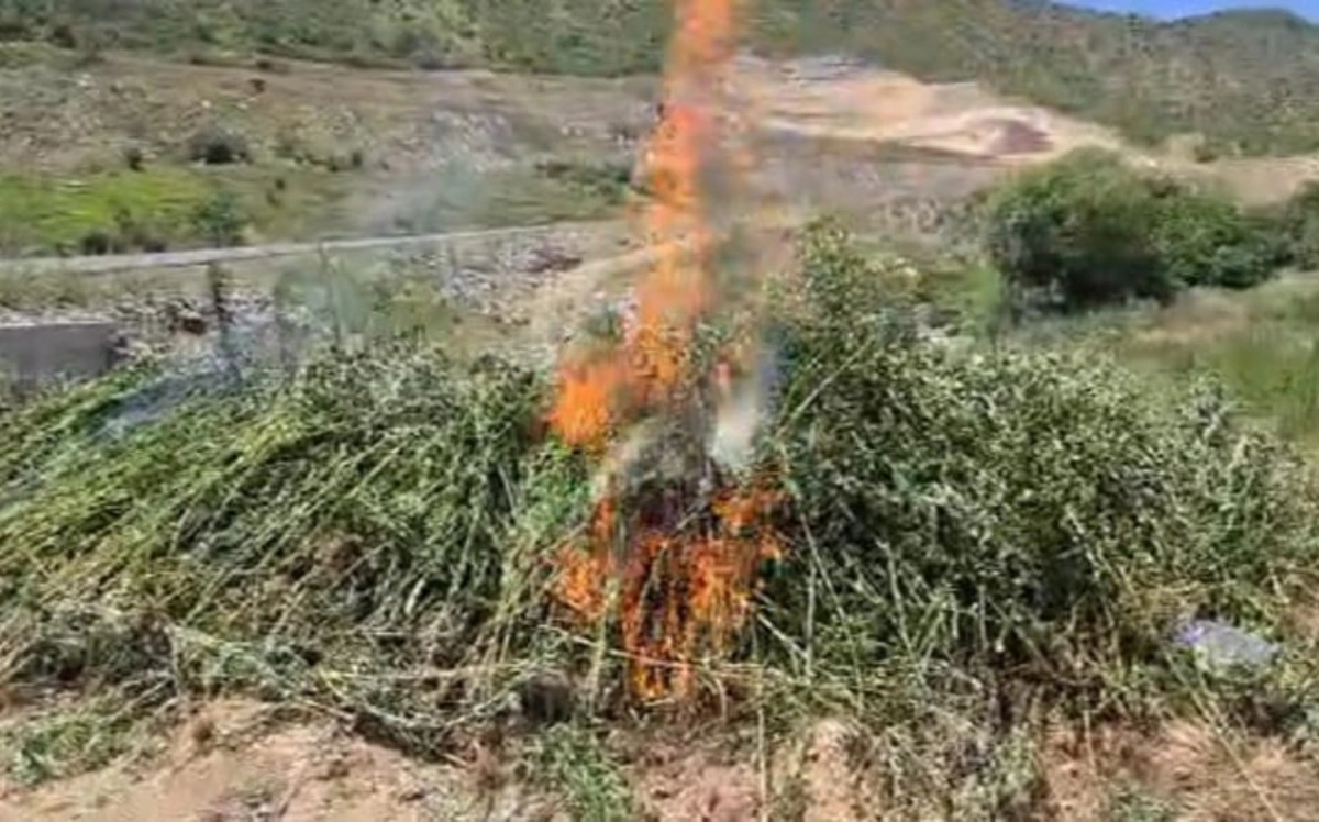 Qubadlıda yabanı halda bitən 2 tona yaxın çətənə bitkisi məhv edildi