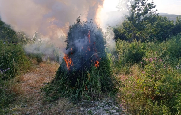 В Ходжалинском районе уничтожено более тонны дикой конопли