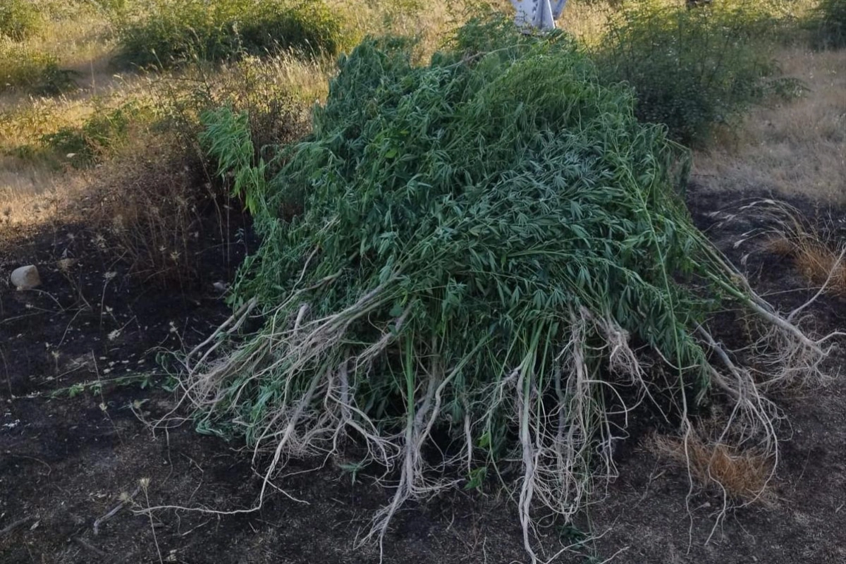 Ağsu dolaylarında yabanı halda bitən iki tona yaxın çətənə kolu məhv edilib