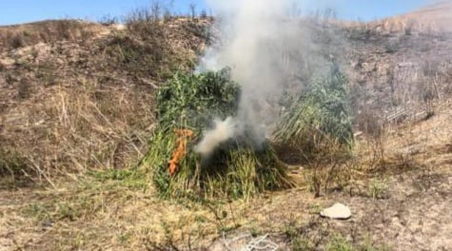 В Физулинском районе уничтожено более 3 т дикорастущей конопли