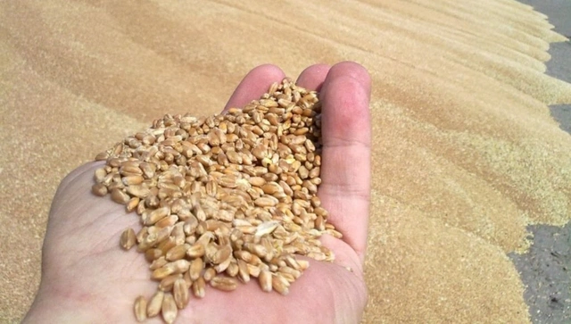 В Азербайджане упали цены на зерно