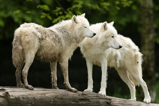 СМИ: Три арктических волка напали на женщину под Парижем