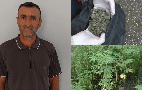 Конопля вместо хлеба: астаринская полиция обнаружила в тандырной наркотик