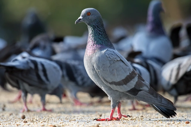 В Сингапуре при борьбе с голубями будут использовать углекислый газ