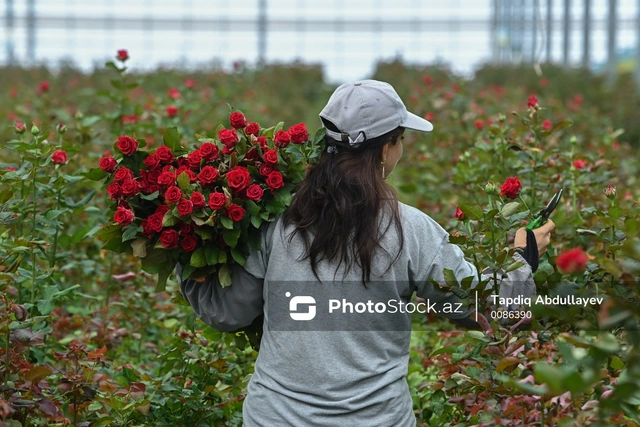 Кусочек рая в Тюркяне: как выращивают розы в Азербайджане