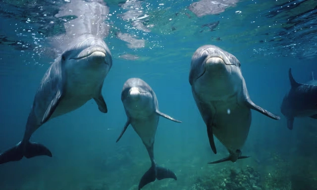 Более 120 дельфинов выбросились на берег в США
