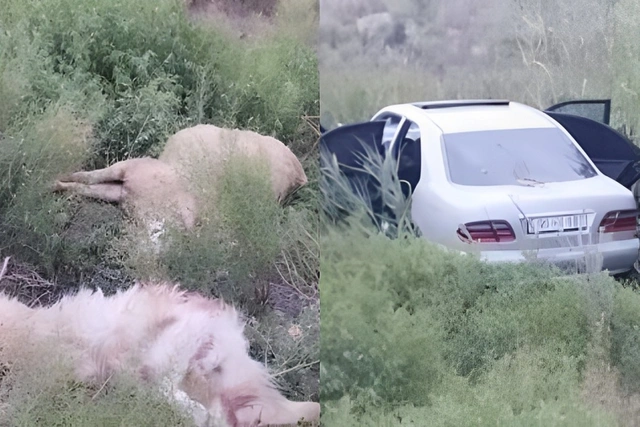 В Кюрдамирском районе автомобиль въехал в стадо овец: есть погибший