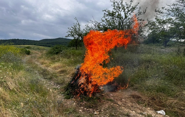 В Ходжавенде уничтожено более тонны дикорастущей конопли