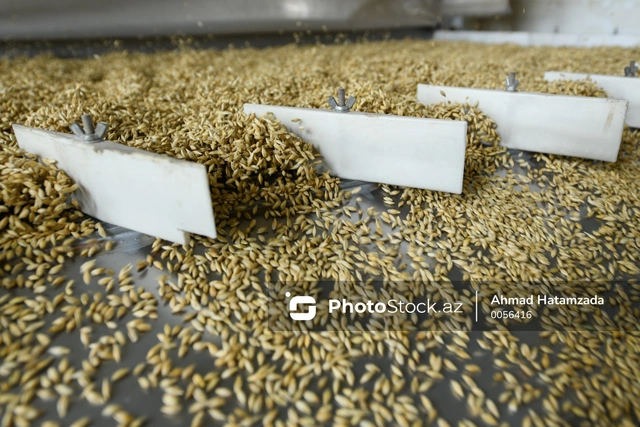 В Азербайджане установлена новая государственная закупочная цена на продовольственную пшеницу