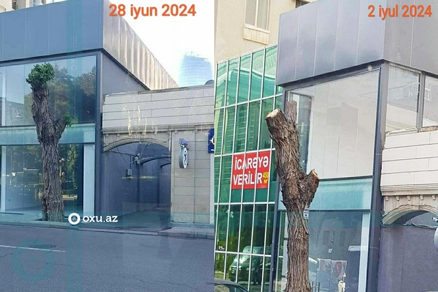 В Баку под видом обрезки изуродовали дерево - ЗАЯВЛЕНИЕ