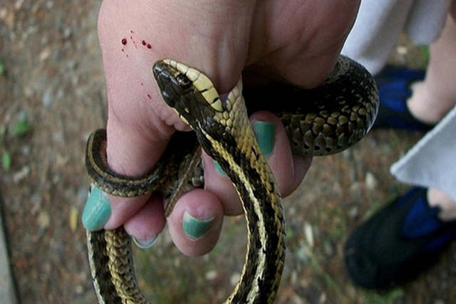 В нахчыванском селе беременную женщину укусила змея