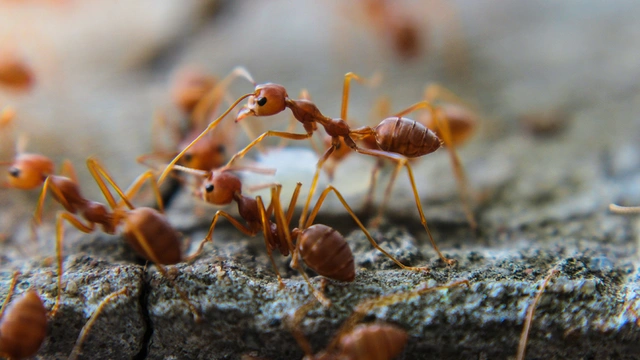 У муравьев обнаружено "человеческое" поведение