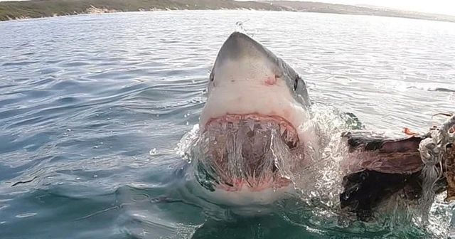 За один день в США акулы покусали несколько человек.