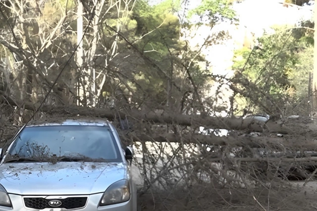 В Баку дерево упало на автомобиль