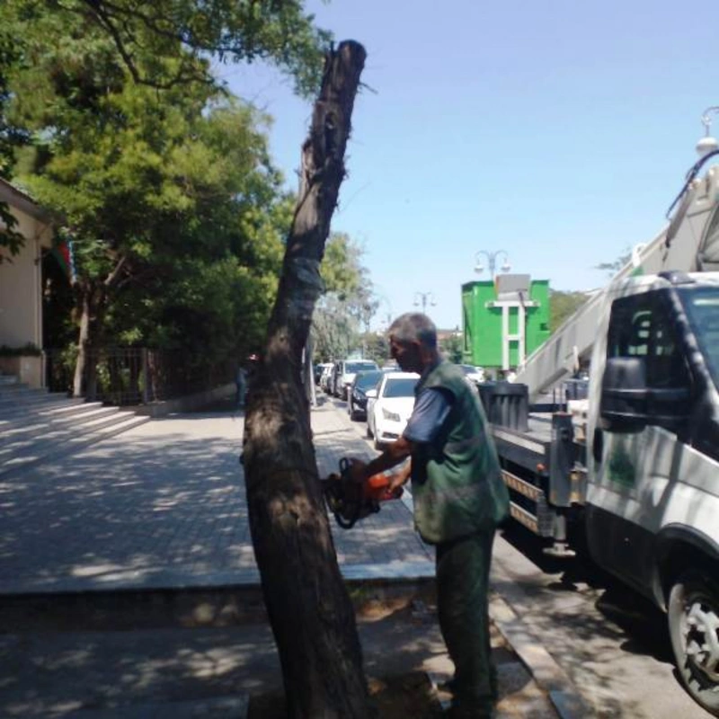 В Баку вырубают засохшие и поврежденные деревья