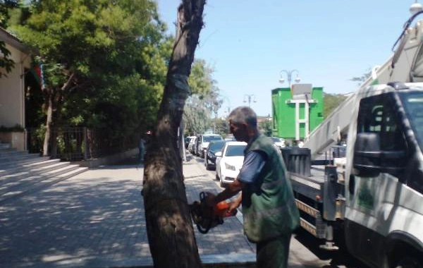 В Баку вырубают засохшие и поврежденные деревья