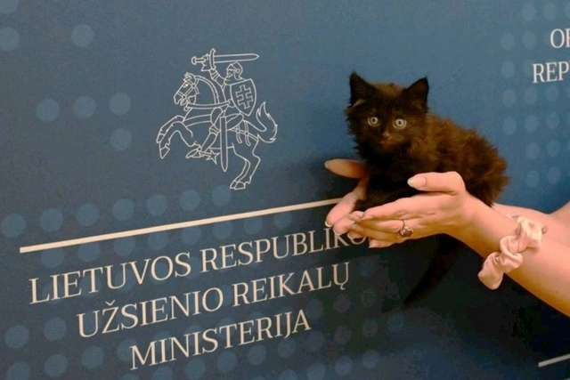 Официальным котом МИД Литвы стал найденыш по кличке Ранго