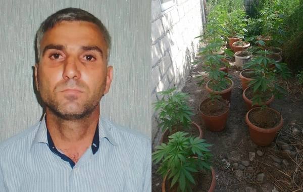 В Агдамском районе задержан мужчина, выращивавший коноплю
