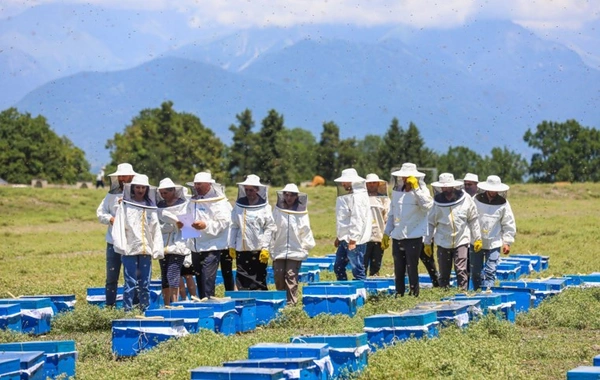 IDEA İctimai Birliyinin "Gənc arıçı" layihəsi uğurla davam edir